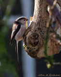 Long tailed tit