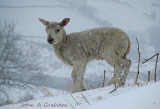 Cold lamb