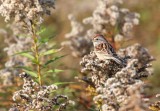 American Tree Sparrow 3522