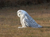 Snowy Owl 2383