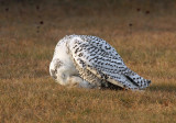 Snowy Owl 2396