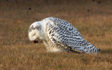 Snowy Owl 2400