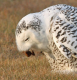 Snowy Owl 2400b