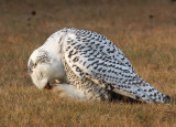 Snowy Owl 2404
