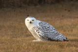 Snowy Owl 2412