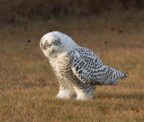Snowy Owl 2415