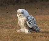 Snowy Owl 2417