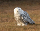 Snowy Owl 2428