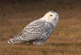 Snowy Owl 2469