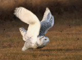 Snowy Owl 2486