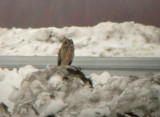 Short-eared Owl 0021