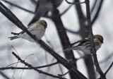 Hoary Redpoll 3561
