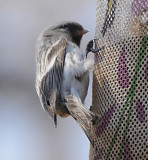 Hoary Redpoll by Steve Brady