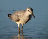 Red Knot (juvenile)