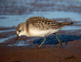 Semipalmated Sandpiper (juvenile)