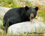  Black Bear 
