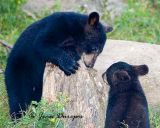  Black Bear Cubs