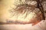 Winter trees, Minnesota river