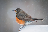 Robins are back