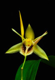 Coelogyne fimbriata