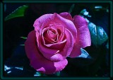 pink rose....
