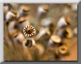 poppy seedheads...