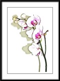  orchids...
