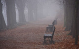 Autumn sceneries 2012 ll - in the fog