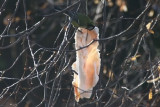 First visitor this year