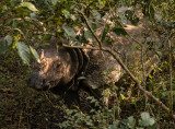 Indian Rhinocero, Royal Chitwan NP