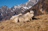 Himalayan Yaks, Langtang Himal