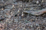 Psilocybe Semilanceata, Chocholowska Valley