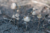 Psilocybe Semilanceata, Chocholowska Valley