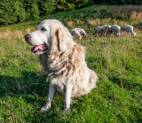 Bela - Shepherd Podhalanski, Molkwka