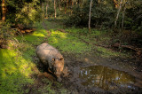 Indian Rhinocero, Royal Chitwan NP