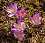 Crocuses, Witow