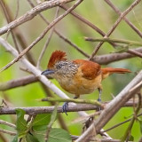 Barred Antshrike (fem)