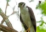  Collared-forest Falcon