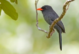  Black-fronted Nunbird