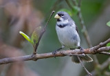 Double-collared Seedeater