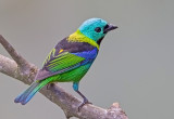 Green -headed Tanager