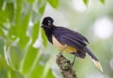 Plush-crested Jay