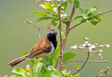 Rusty-backed Antwren