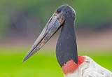 Jabiru