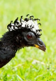 Bare-faced Curassow (fem)