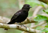 Mato Grosso Antbird
