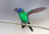 Violet-capped Woodnymph