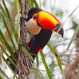 Toco Toucan