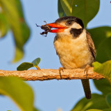 White-eared Puffbird