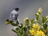 Red-crested Cotinga